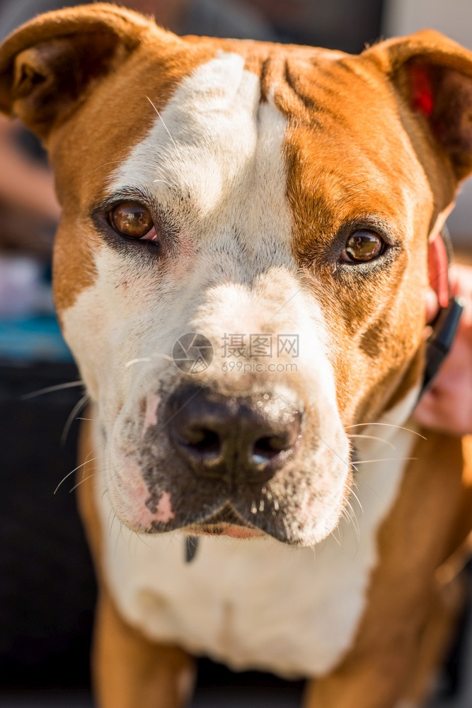 斯塔福德郡猎犬阿姆斯塔夫犬肖像斯塔福德郡猎犬阿姆斯塔夫狗在花园里图片