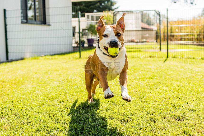 斯塔福德郡TerrierAmstaff狗跑在花园里带着球跑在花园里图片