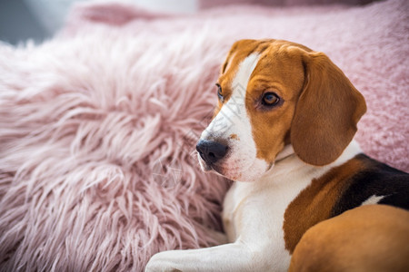 比格尔狗在客厅的沙发上睡在毛粉色垫子上的沙发图片