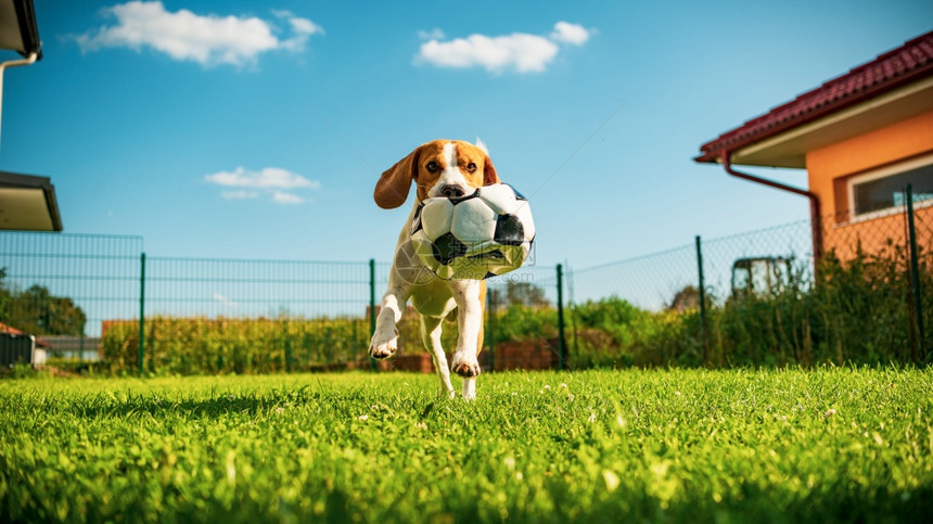 狗鸟纯种的在露天公园外野跑足球向着青草上阳光明媚的照相机夏日阳光明媚的子跑来图片