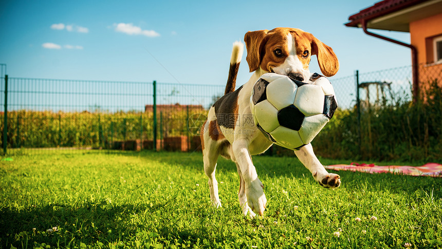 狗鸟纯种的在露天公园外野跑足球向着青草上阳光明媚的照相机夏日阳光明媚的子跑来图片