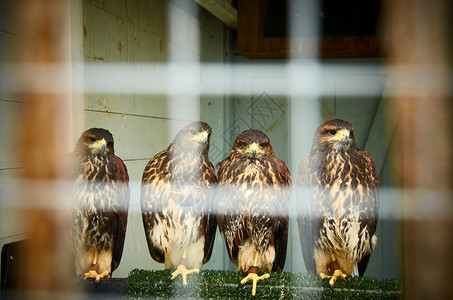 被囚禁的鸟类祈祷四只鹰坐在笼子里图片