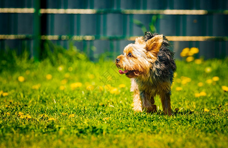 可爱的约克郡特瑞尔狗跑在草地上满是后院的花棚图片