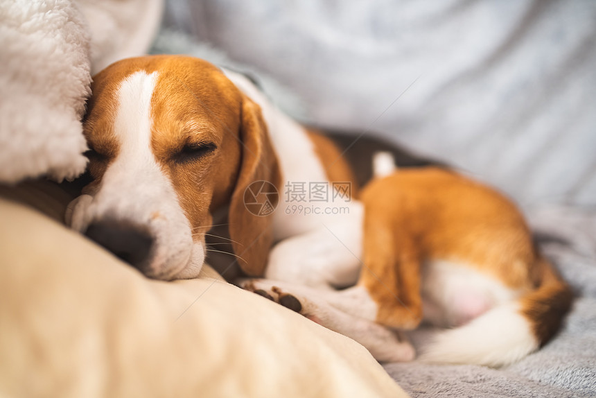 睡在客厅沙发上的小猎犬犬类概念客厅沙发上睡觉的小猎犬图片