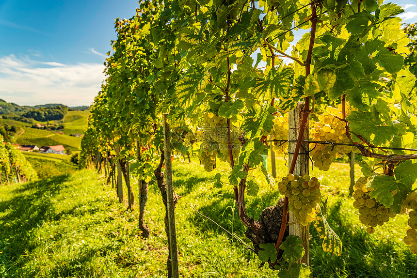 葡萄园背景里挂着的白葡萄奥地利南施蒂里亚选择焦点背景葡萄园里挂着的红葡萄图片