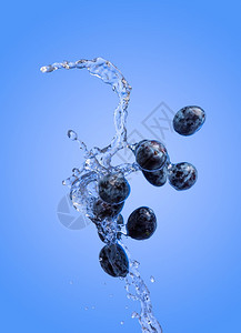 孤立的李子喷洒着水孤立的蓝底色水果孤立李子喷洒着水孤立的蓝色底图片