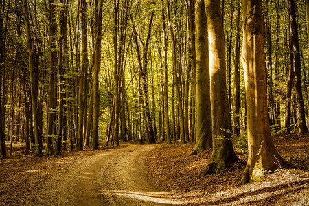 阳光明媚的早秋森林奥地利施蒂里亚的森林自然主题图片