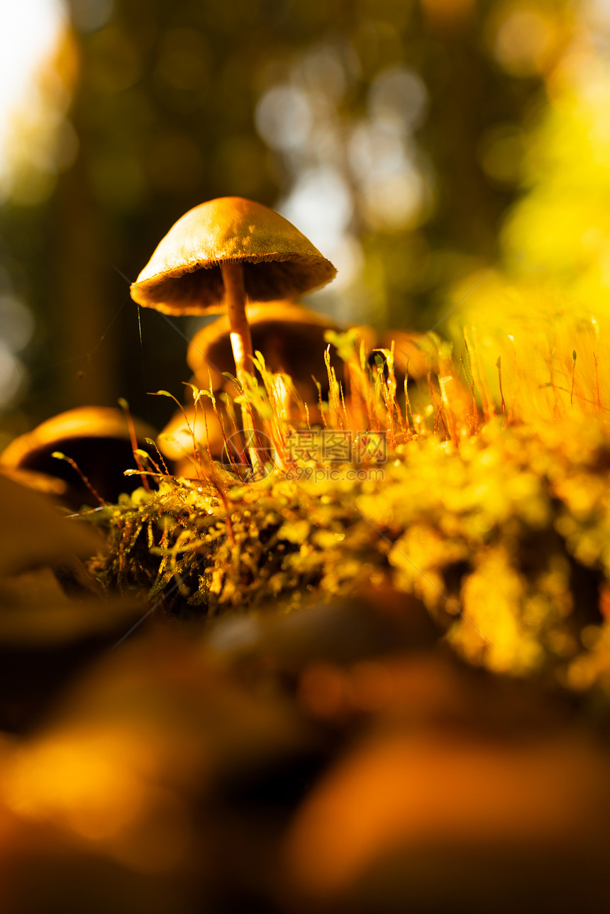 在森林地板上点燃蘑菇垂直照片有选择焦点森林主题地板上点燃蘑菇图片