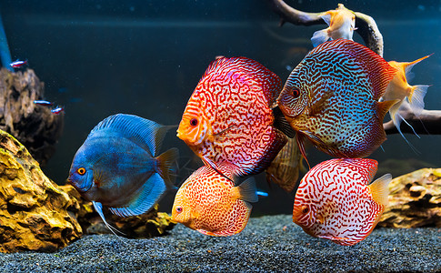 水族学在水族馆里有来自鱼的多彩类关闭成年鱼背景