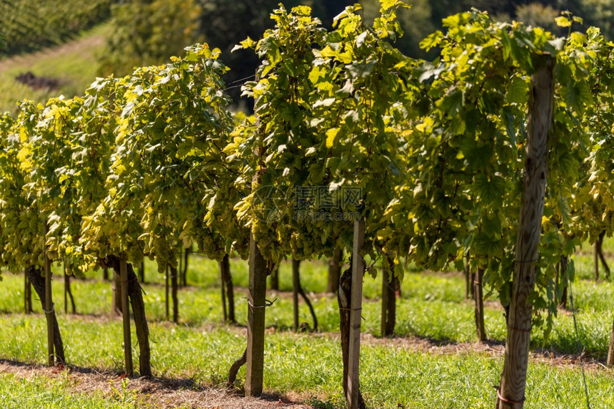 为葡萄酒种植的白作物奥地利葡萄园的秋天南施蒂里亚旅游点葡萄酒种植地奥利葡萄园的秋天图片