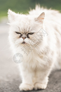 白百利猫眼睛下有黑色泪睛下也有白色泪睛下也有白色泪的猫图片