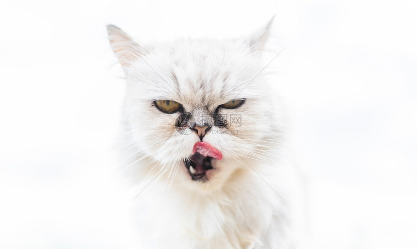 白百老汇猫眼睛下有黑色泪自然的猫肖像眼护理概念明亮的背景眼睛下有黑色泪的白猫图片