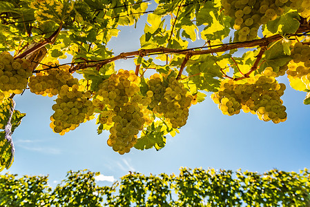 白葡萄以明亮的阳光照耀着葡萄树上生长园背景图片