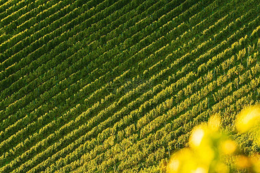 奥地利南部施蒂里亚州摘要背景植物园葡萄藤秋季景观奥地利南部图片