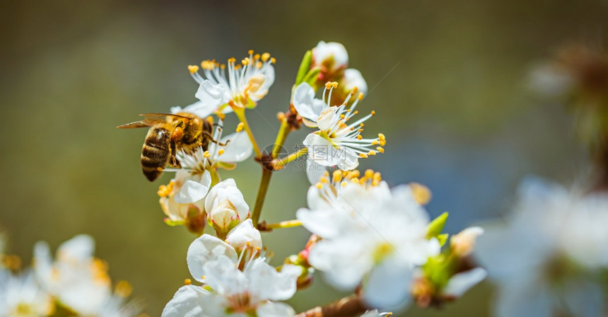 关闭蜜蜂收集花和在樱桃树上的白花传播粉这对于环境生态可持续很重要复制空间关闭蜜蜂收集花并在樱桃树上的白花传播粉图片