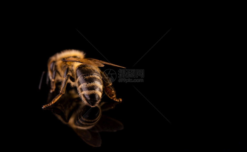 蜜蜂宏观在黑色背景中分离Bee概念在左边复制空间图片