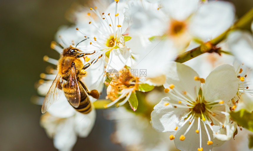 关闭蜜蜂收集花和在樱桃树上的白花传播粉这对于环境生态可持续很重要复制空间关闭蜜蜂收集花并在樱桃树上的白花传播粉图片