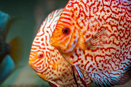 在水族馆里生主题族馆里图片