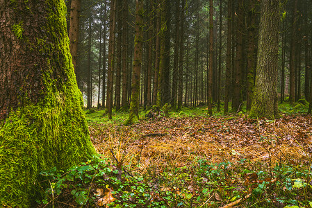 地上长满苔藓的秋天森林自然界的雾天秋季背景地上长满苔藓的秋天森林自然界的雾天背景图片