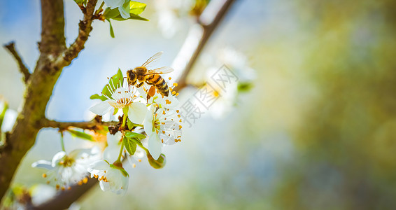 开花蜂蜜动物持续性高清图片