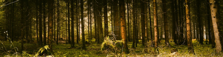 绿色的黑暗和沉闷森林全景树干覆盖着一棵苔秋季树干覆盖着一棵苔图片
