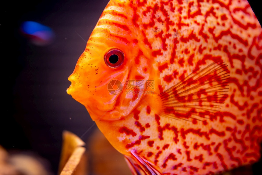 橘子盘鱼在缸中进行详细密闭在水族馆中进行橘子盘鱼图片