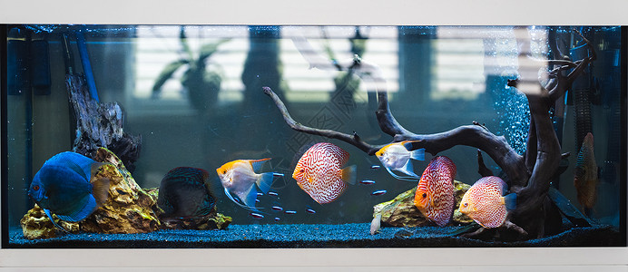 鱼缸中的Symphysodondisus鱼淡水族概念图片