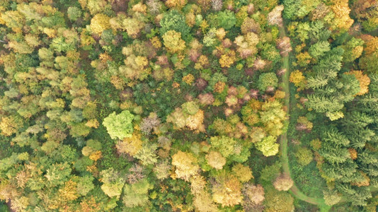 秋天高山森林日落的空中最高风景电影无人机在花果树上飞过图片