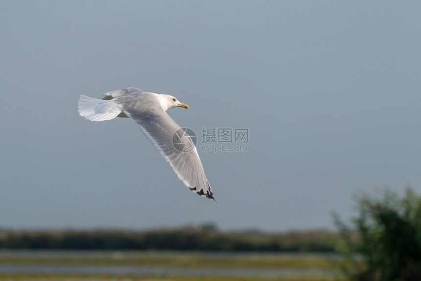 海鸥飞越多瑙河三角洲图片