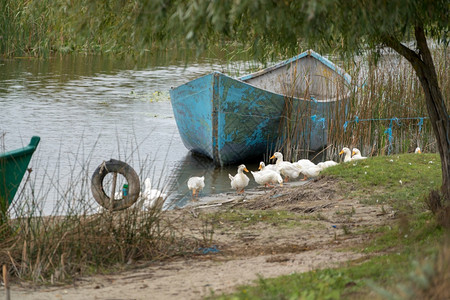 鸭子船2018年9月3日在罗马尼亚苏利纳多瑙河三角洲用划船的家养鸭背景