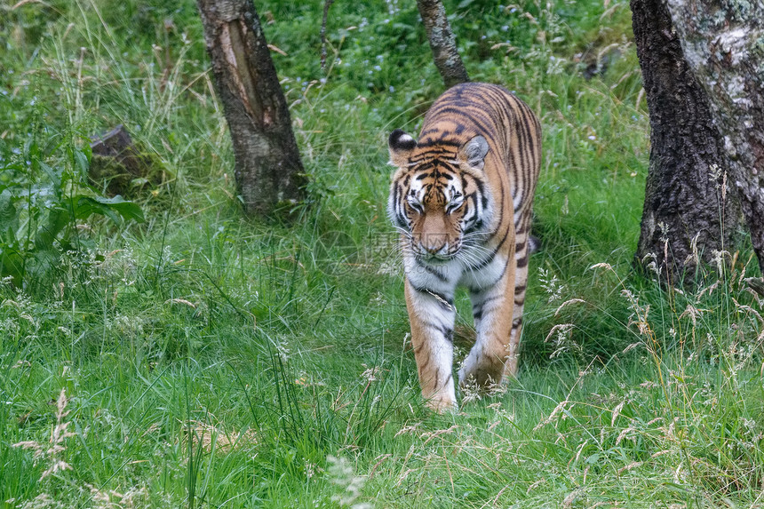 西伯利亚虎Pantheratigrisaltaica或Amur虎在其领土上行走图片