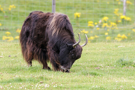 牦牛Bosgrunniens在多汁的草地上吃草背景图片