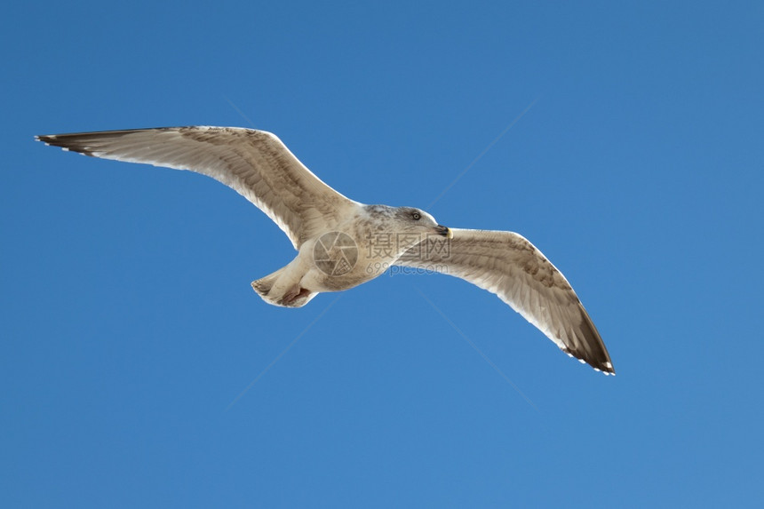 在沃辛飞行的普通海鸥图片