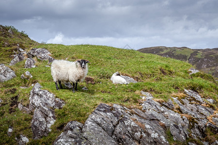 苏格兰黑脸美人和羊羔在LochMorrar附近的山坡上图片