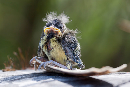 蓝山雀幼鸟图片