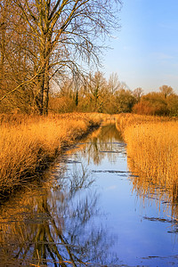 Fowlmere自然保护区湿地的冬阳光图片