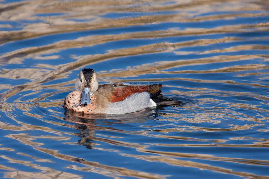 漂浮在阳光普照的湖面上的环水鸭图片