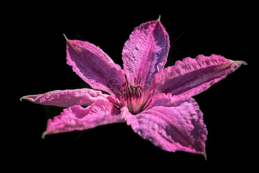 粉红克莱马蒂斯花朵与黑暗背景图片