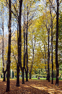 蒙萨公园的秋季颜色图片
