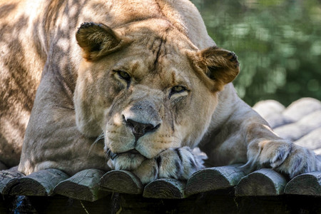 巴巴拉狮子Pantheraleo图片