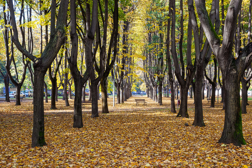 蒙萨公园的秋季颜色图片