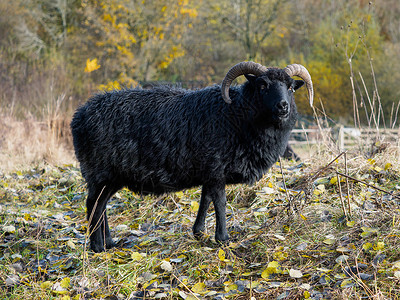 沃纳姆自然保护区的希伯里黑羊图片素材