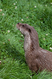 英国野生物中心Otter图片