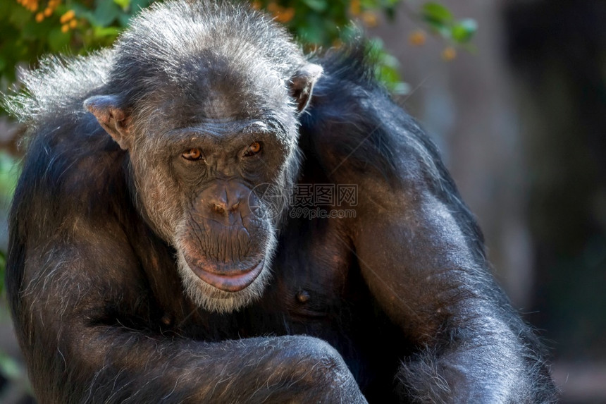 黑猩坐在动物园里图片