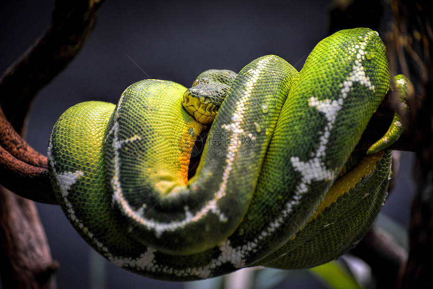 翡翠树蟒蛇图片