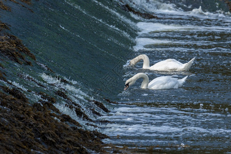 科克特河里的天鹅进食高清图片