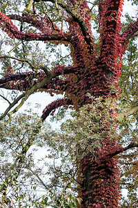 树上覆盖红色长春藤背景图片