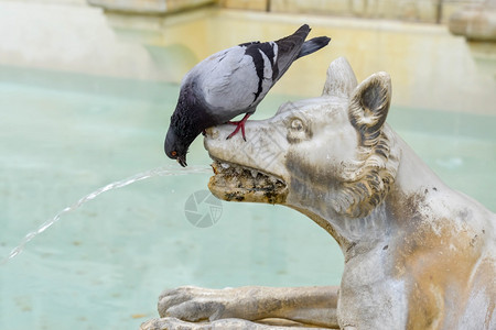 鸽子在西耶那主广场喝着狼的酒图片