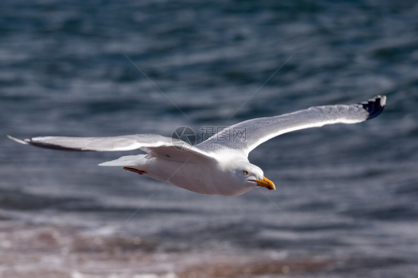 苏格兰钱纳利角的一种普通海鸥图片