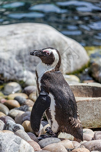 非洲企鹅英国斯托尔高清图片